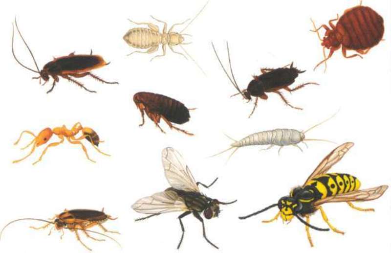 Борьба с насекомыми дома