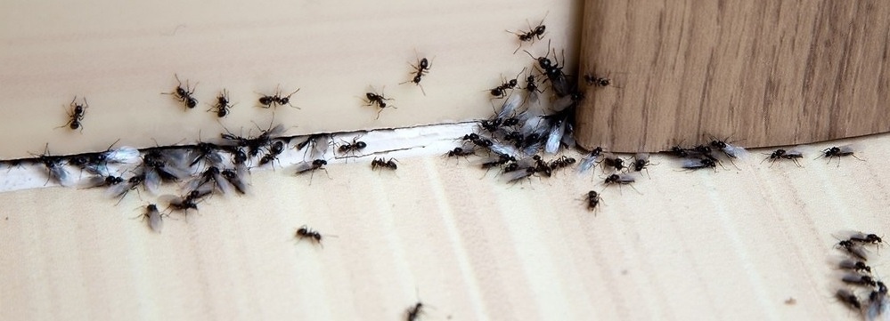 Уничтожение муравьев.jpg